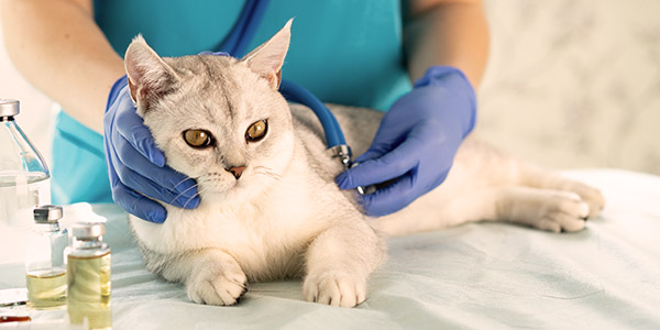 Veterinary